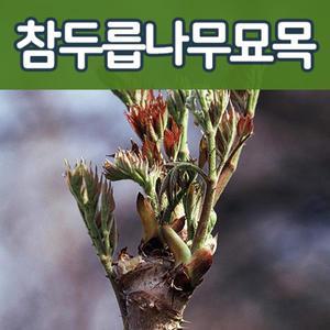 [태영]참두릅나무  가시없는 민두릅 약용수 특묘