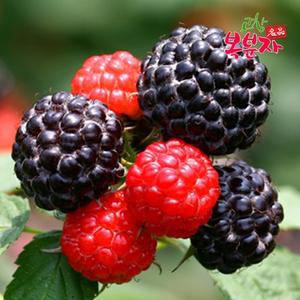 [고창특산물] 명품 고창 토종 복분자 생과 로얄특품 2.5kg  급냉)