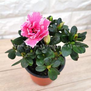 철쭉 아젤리아 아자리아 연산홍 영산홍 서양철쭉 철죽