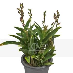 미니종무늬긴기아난(핑크) 동양란 서양란 난초 실내원예 식물키우기 인테리어