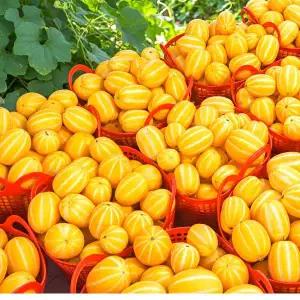 [제주땡큐베리팜영농조합법인]농장직송 성주 꿀 참외 못난이랜덤 3kg