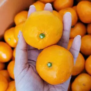 제주 타이백 달코미 효돈 감귤 귤 5KG 로얄과