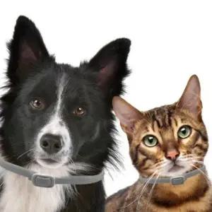 좋은 강아지 진드기 퇴치 목걸이 강아지 모기퇴치 65cm