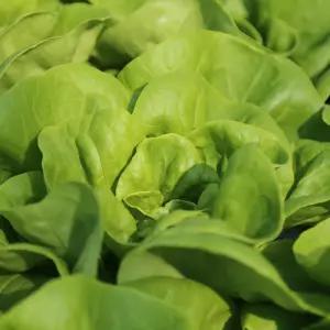 유럽피안 샐러드 채소 1kg(3~5종랜덤구성)