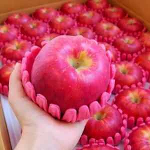 [판매1위] 꿀발린 아삭달콤 초고당도 황금 부사 사과, 1박스, 10kg