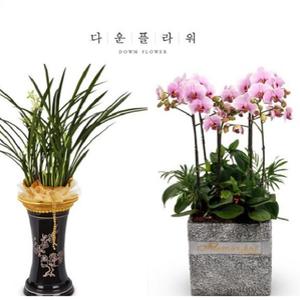 다운플라워 동양란 서양란 취임 영전 개업선물