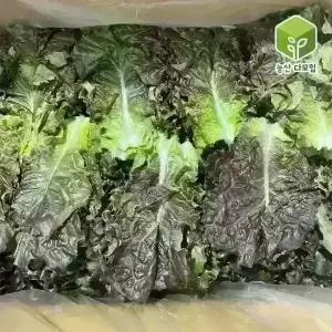 쌈채소 적상추 특 2kg