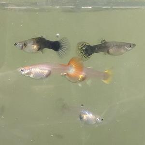 [신세계수족관] 구피 포란 암컷 2~3종 랜덤 5마리