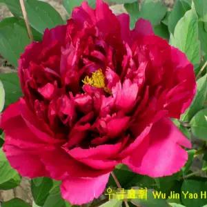 우금요휘 겹꽃 목단 나무 묘목 개화주 3지 모란 봄꽃 조경나무 (목하원예조경)