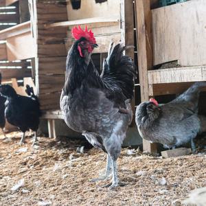 [부화용] 청계 - 유정란 30개