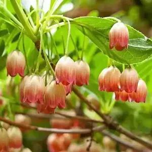 유럽 단풍 철쭉나무 캄파눌라투스 P9포트 묘목 봄꽃 개화주 정원조경수 꽃나무 노지월동 (같이가치농원)