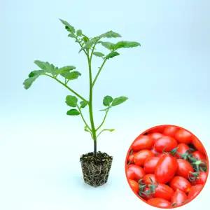 [파머씨드] 대추 방울토마토 8개 모종 빨강