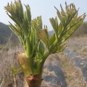 두릅나무묘목 참두릅나무