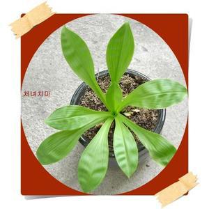 처녀치마 /Heloniopsis koreana /포트분/야생화/봄철화단/취미/애완식물/대량주문내고