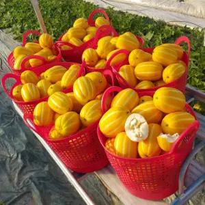 [저렴상품] 성주산지 참외 가정용못난이 흠과(램덤)5kg,10kg