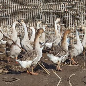 [부화용] 슈퍼 아프리카 거위 유정란 10개 - 봄철에만 생산가능