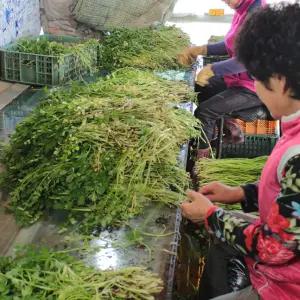 아삭향긋한 국내산 제철 청도 한재미나리 1kg