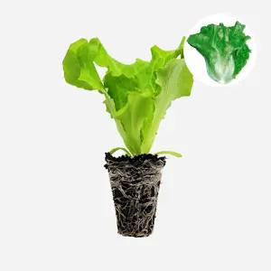 마이플랜트 아삭이상추 청생채 2개 상추 모종 쌈채소 샐러드 텃밭 채소 튼튼한 모종