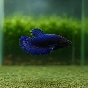 하프문 베타 암컷 2마리