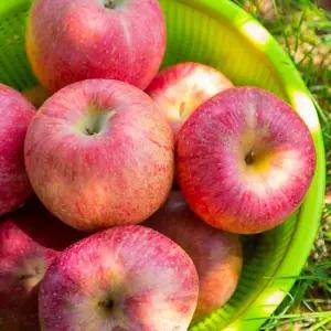 G) [못난이]경북 못난이주스용 사과 10kg 랜덤과