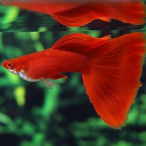 [파란수족관], 알비노 풀레드 슈퍼 블러드 빅도살 [한쌍] 구피