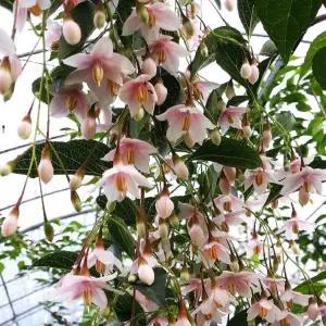 분홍수양때죽 / 5치 포트