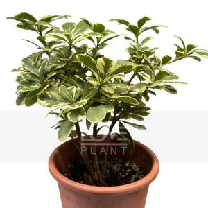 칼라만리향(중품) 돈나무 무늬 만리향 나무 화분 꽃 향기 야생화 플랜테리어