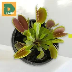 해충박멸 식충식물 대나물 화초 식물 희귀 파리지옥 식물 끈끈이 미니 반려 벌레 잡는 식물 벌레잡이용