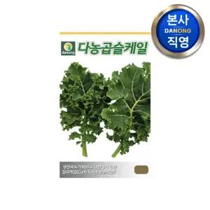 다농 곱슬 케일 씨앗 3g . 컬리 씨 텃밭 쌈 채소 샐러드 캐일 종자