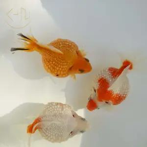 당구공 진주린 (관상어, 열대어, 금붕어, 금어)