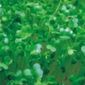 씨 새싹전용 새싹 브로콜리 야채 채소 종자 씨앗 30g