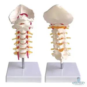 [종로의료기]유연한 경추모형 AK72 골격모형 분리가능 경추