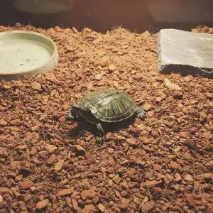 [셀러에이드]500011 애니멀밥 습지 사막생물 바닥재(매트)