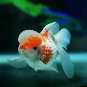 금붕어 A급 홍백 왕관 진주린 9cm내외 1마리 고급 금어