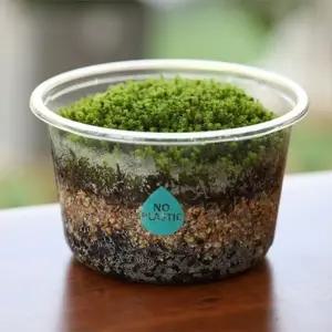 뚝딱 틔움 꽃집사의 이끼 화분 정원 양지 이끼