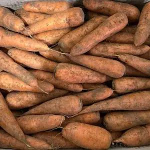 [흙이음] 제주 구좌 흙당근 왕 5kg + 5kg