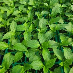 [하라네]고추 모종 고추 키우기 풋고추모종 5개