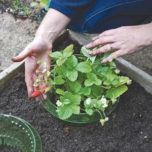 10pcs 달팽이 고리 재사용 가능 농업 절약 물 커버 링은 동물 먹는 식물을 보호합니다