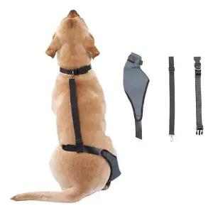 애견용품 탈구 관절 보호밴드 보호대 강아지 산책 XL