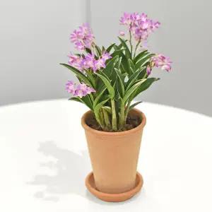 마이플랜트 긴기아난 흑진주 룽고팟 화분 받침 세트 인테리어 화분 집들이 선물 개업 축하