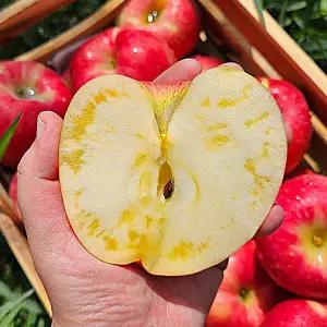 가정용 못난이 청송 안동 문경 의성 경북사과 2kg