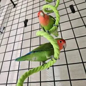 와이어 앵무새 횟대 놀이터 로프 1m