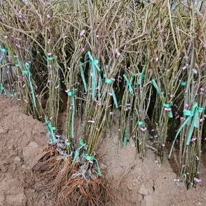 키위묘목 골드키위 참다래 묘목