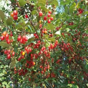 [나무의모든것]왕보리수나무묘목 2년생 /유실수,접목묘