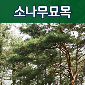 [태영]소나무묘목/반송.적송. 2년생 판매중