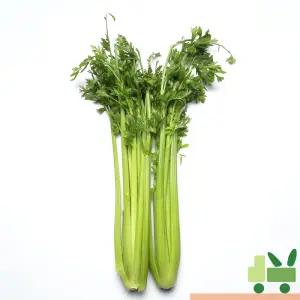 샐러리 (셀러리) (상) 2kg