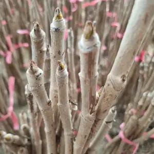 민두릅나무 묘목 (키60cm전후) 두릅묘목 약용수 특용수 두릅특묘