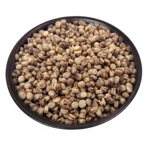 2025년11월 개갑씨앗 400g 산양삼 인삼 장뇌삼씨앗 베란다 텃밭 재배 / 정직한사람들