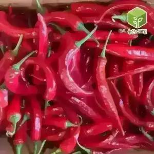 국내산 홍고추 10kg