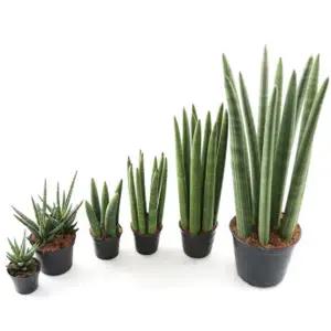 갑조네 스투키 모음전